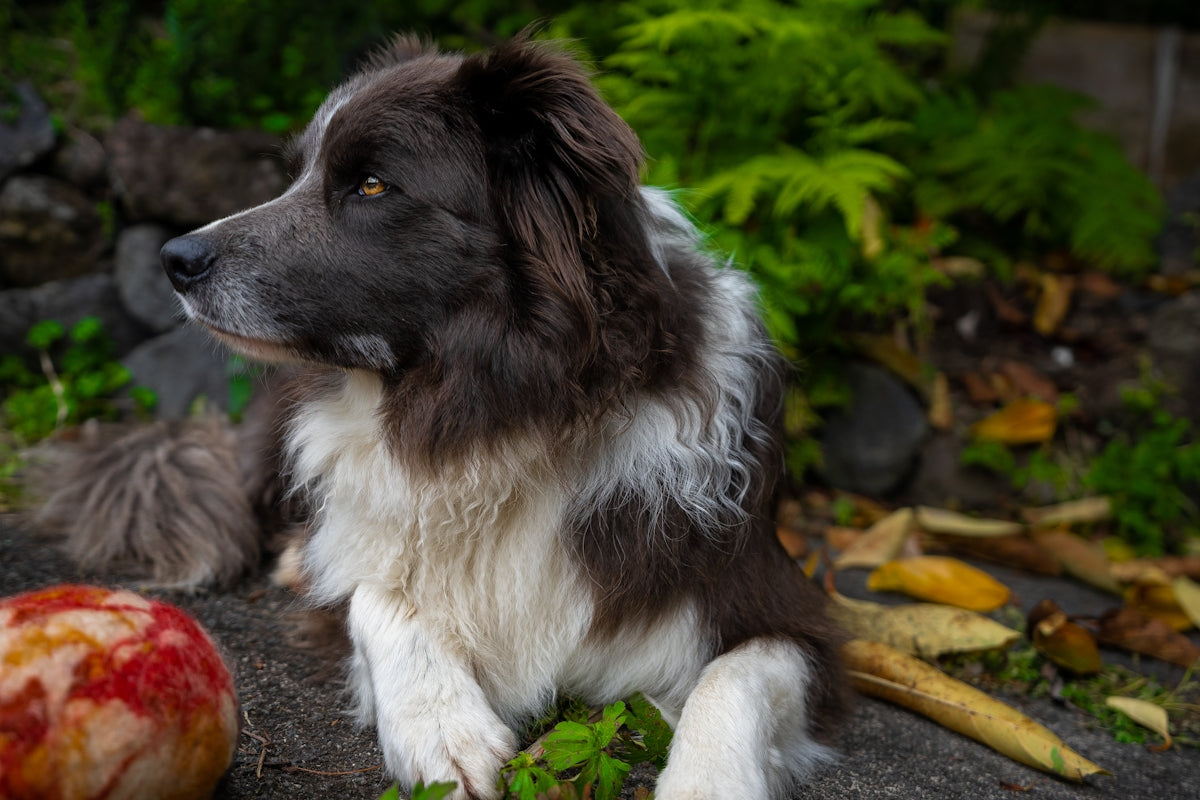 short-coat black and white dog lying on grey surface
