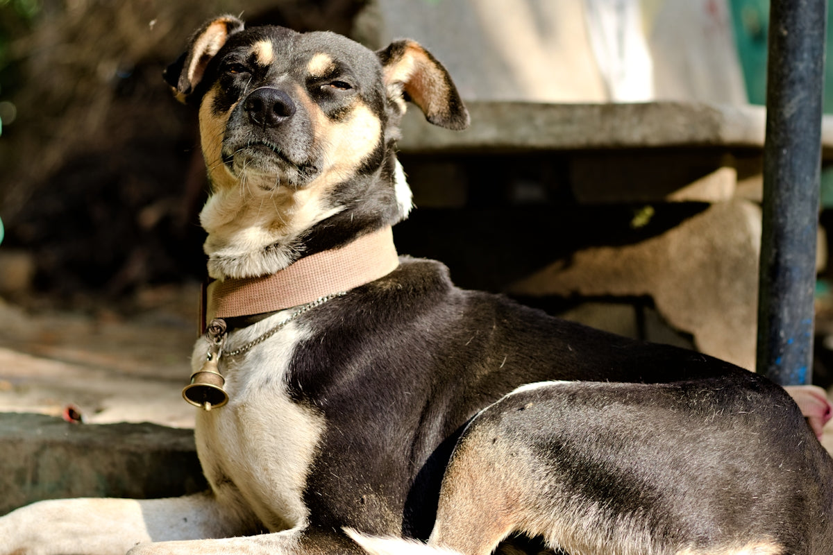 short-coated black and brown puppy