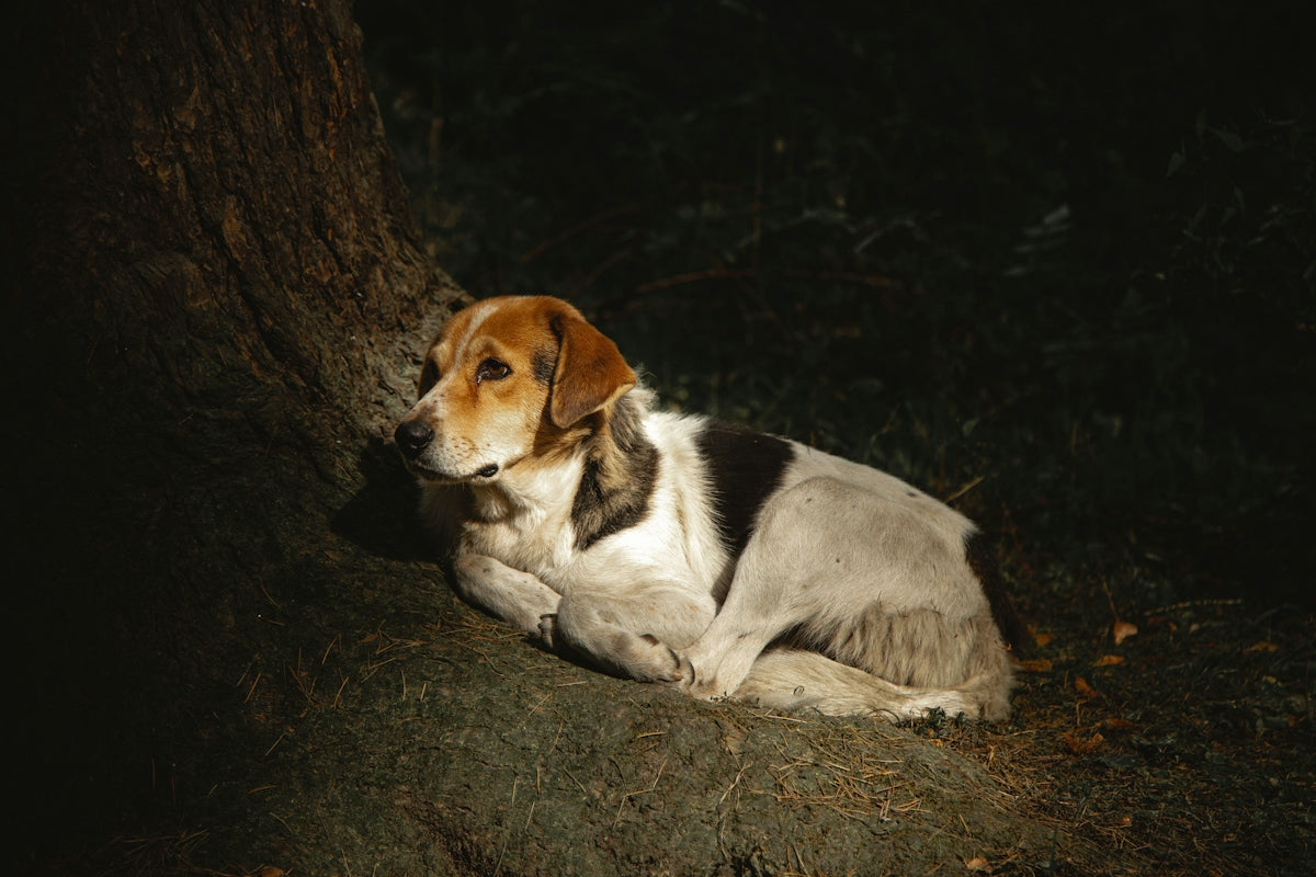 dog lying on grass
