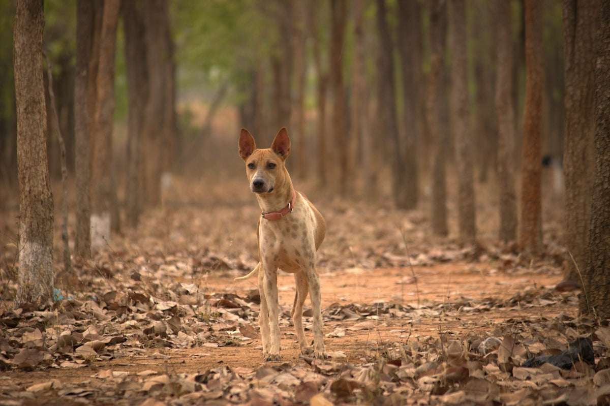 brown and white short coated dog on brown dried leaves during daytime