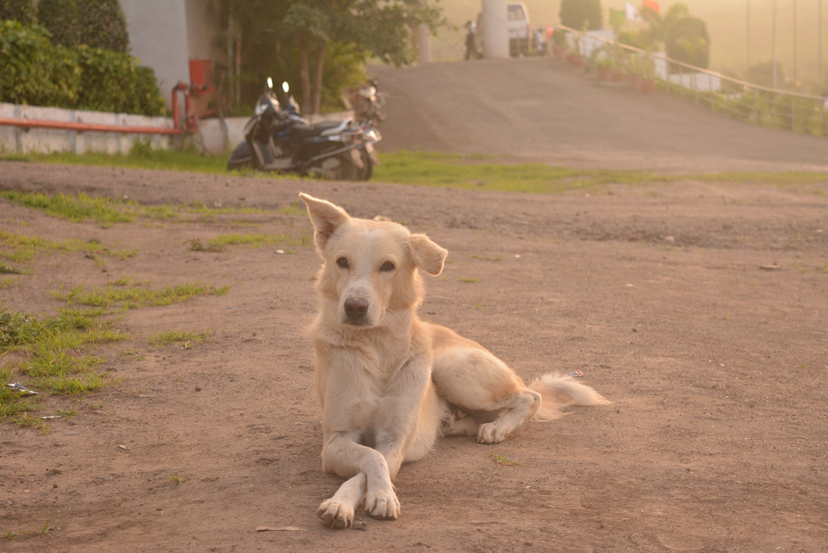 yellow labrador retriever lying on ground during daytime