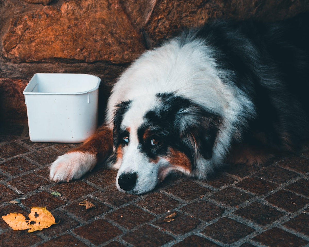 white black and brown long coated dog lying on brown concrete floor