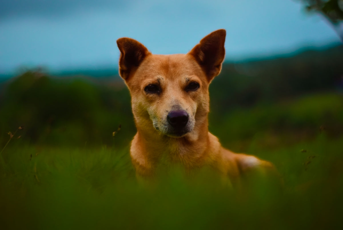 brown short coated dog on green grass field during daytime
