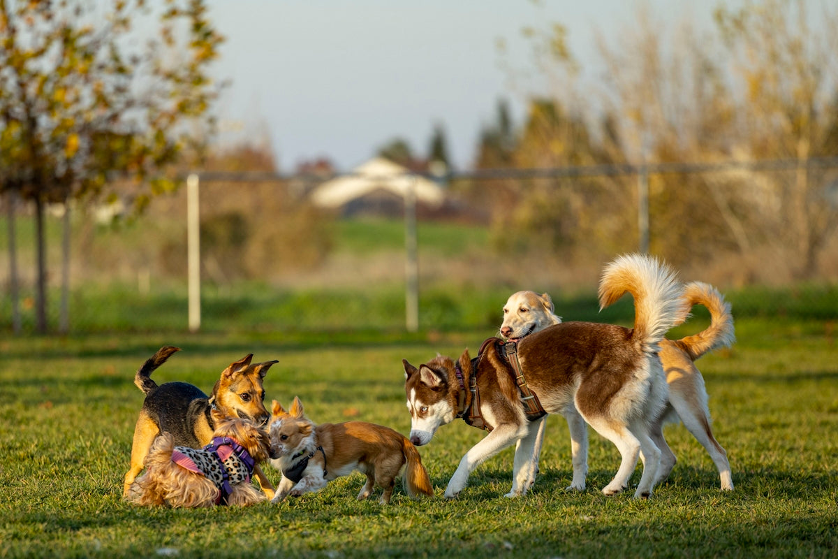a group of dogs playing with each other in a field