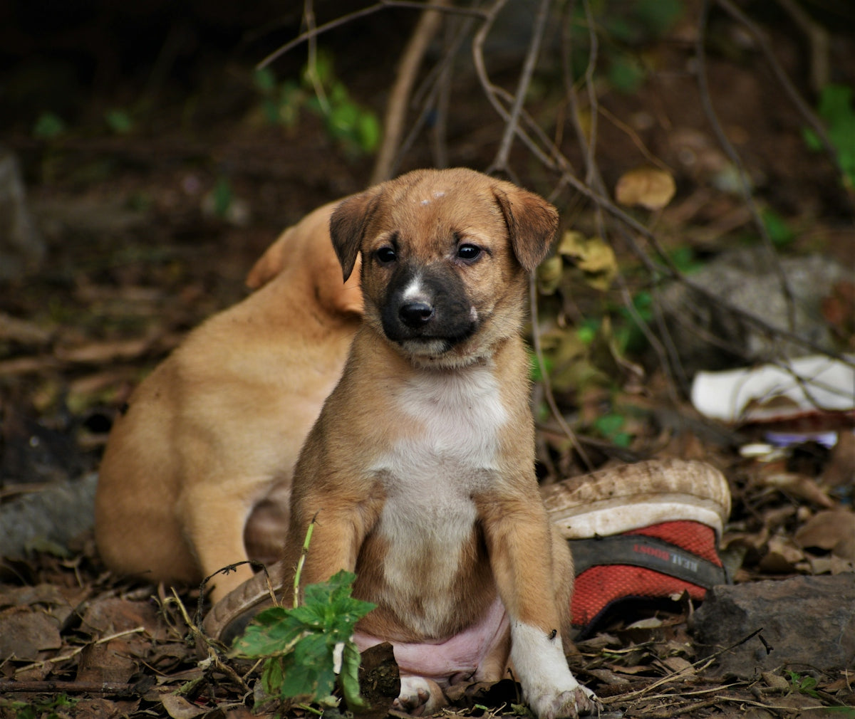 a puppy sitting on the ground next to a shoe