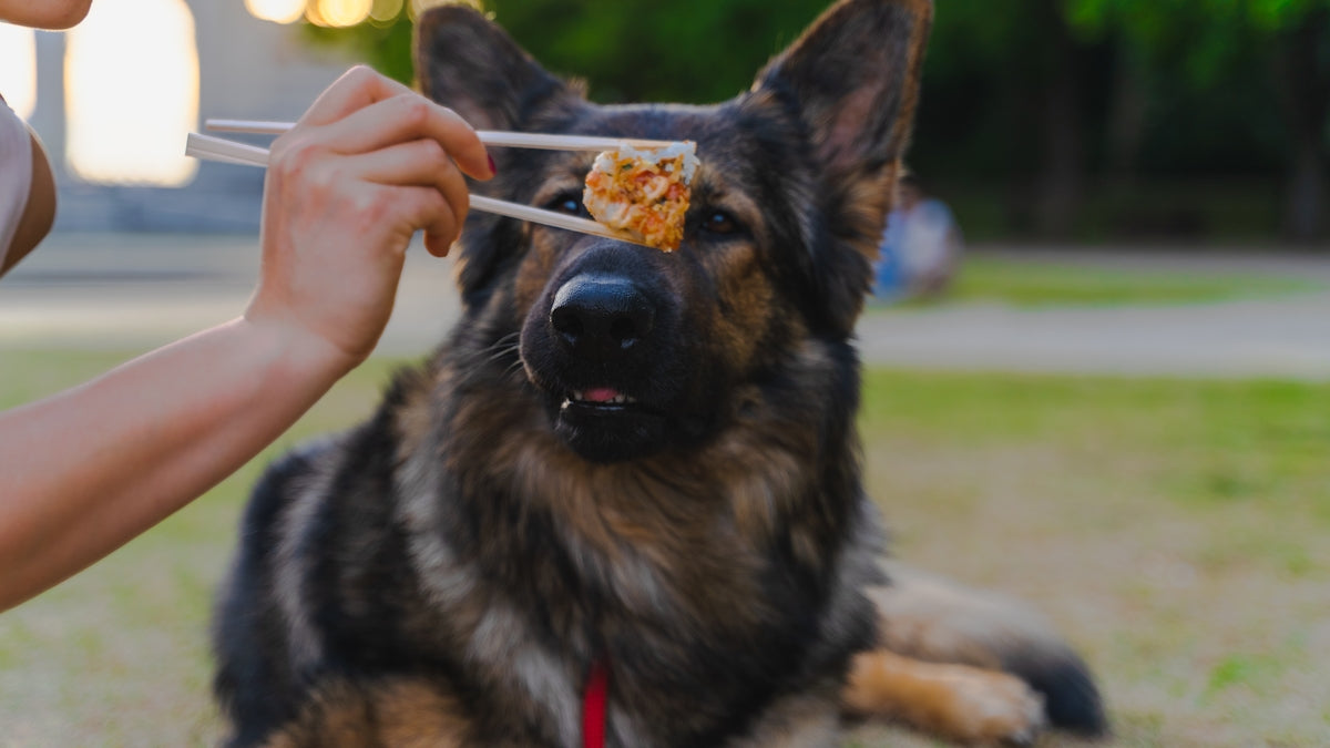 a dog is eating food from a person's hand