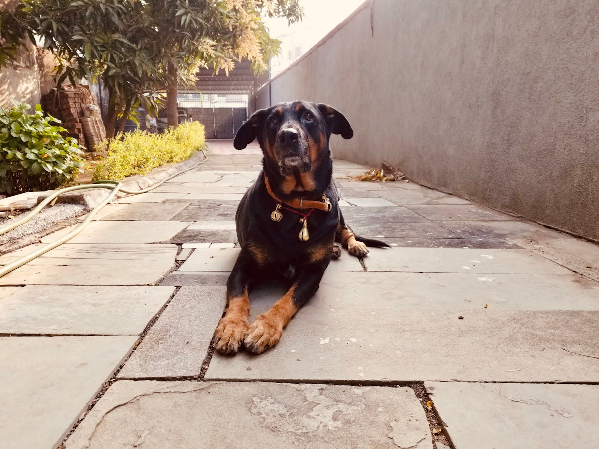 a dog sitting on a sidewalk