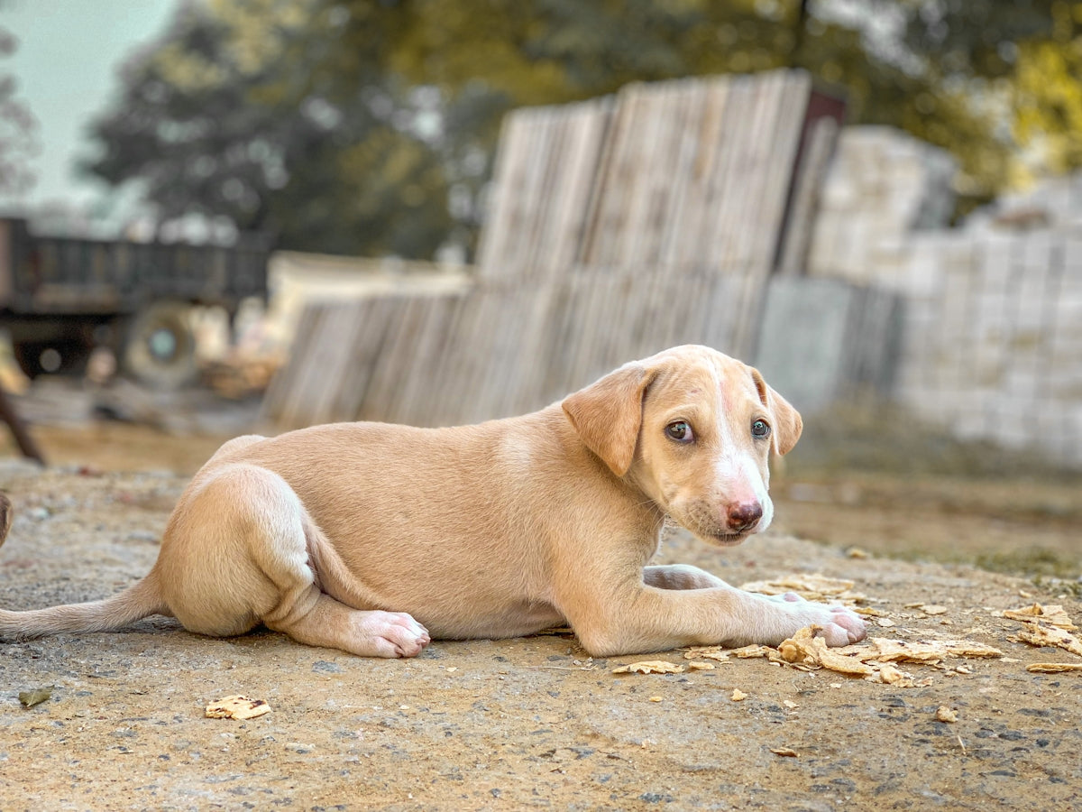 a dog lying on the ground