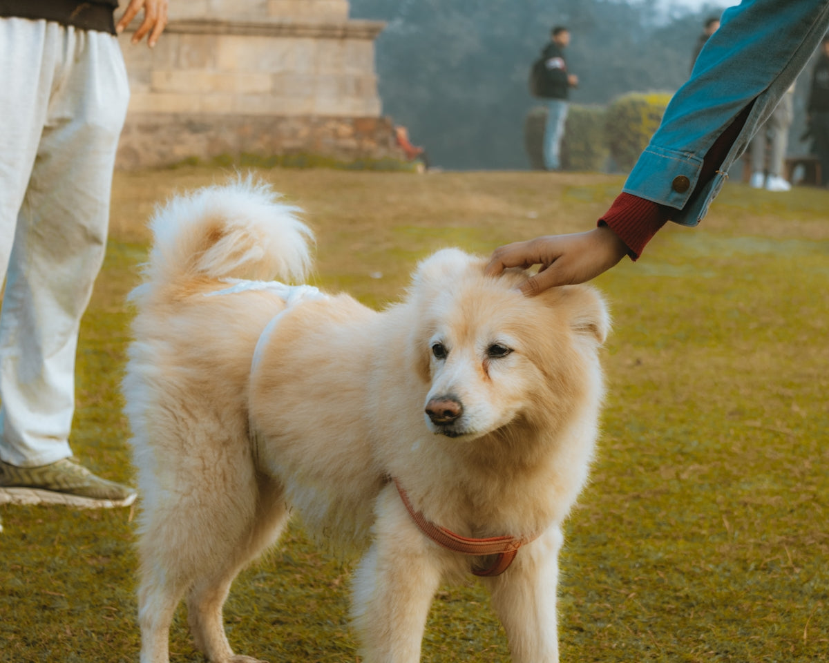 a white dog standing on top of a lush green field