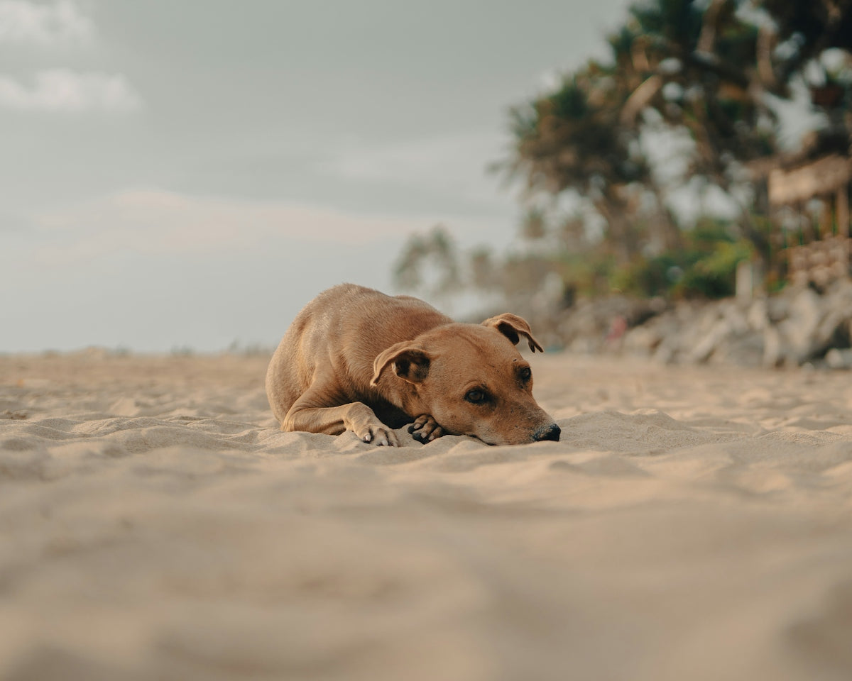 A brown dog laying on top of a sandy beach