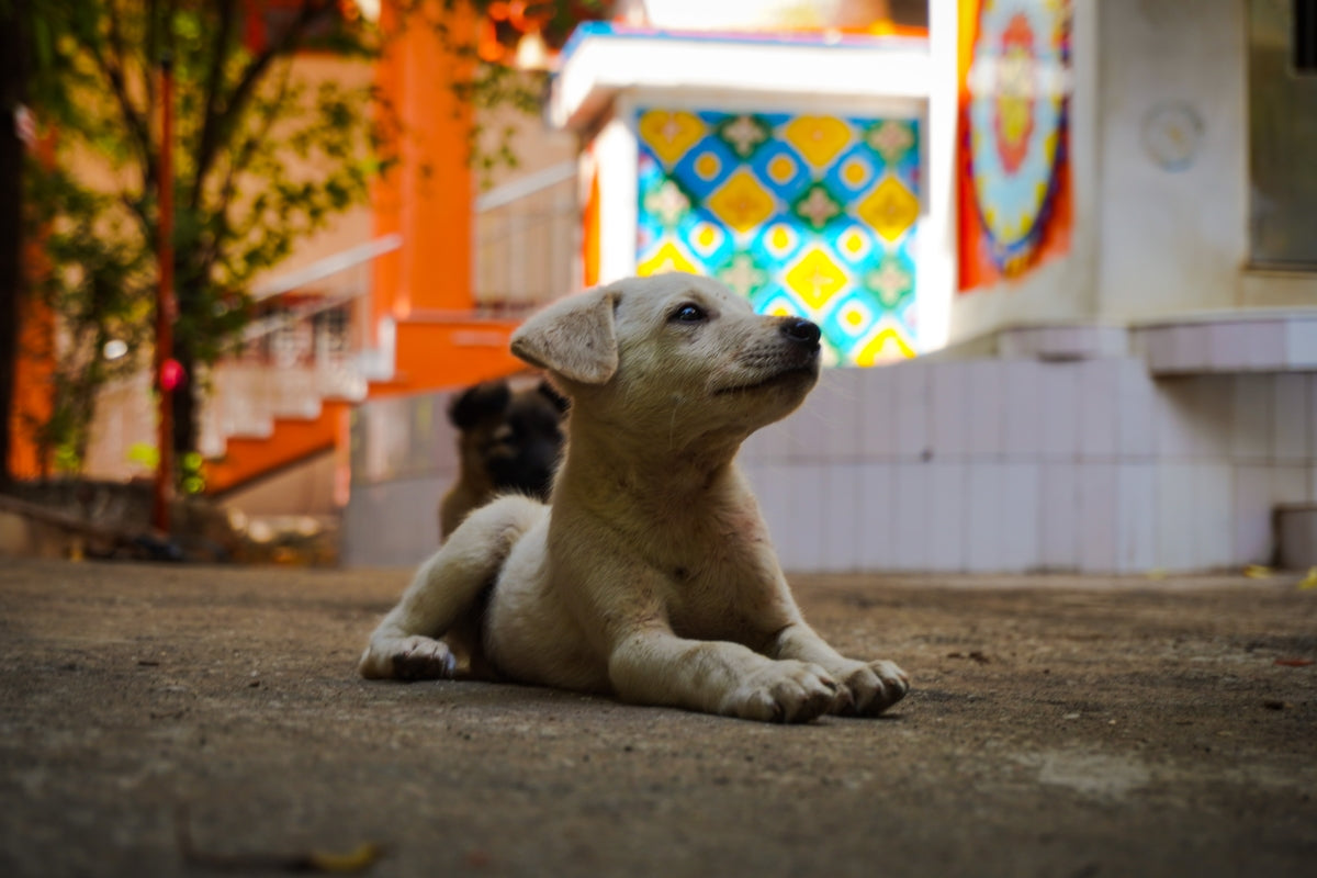 A baby polar bear sitting on the ground in front of a building