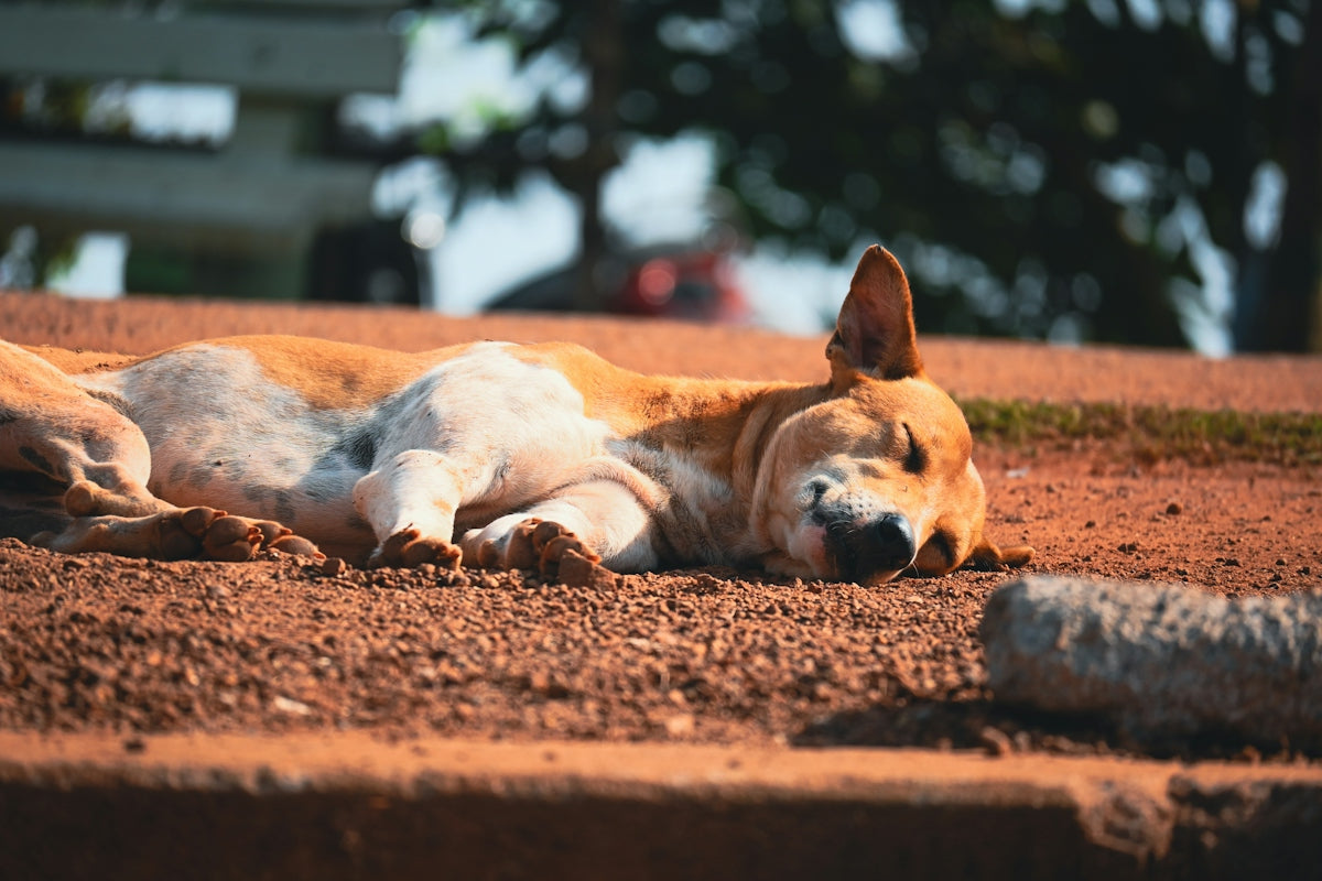 A dog laying on the ground next to a tree