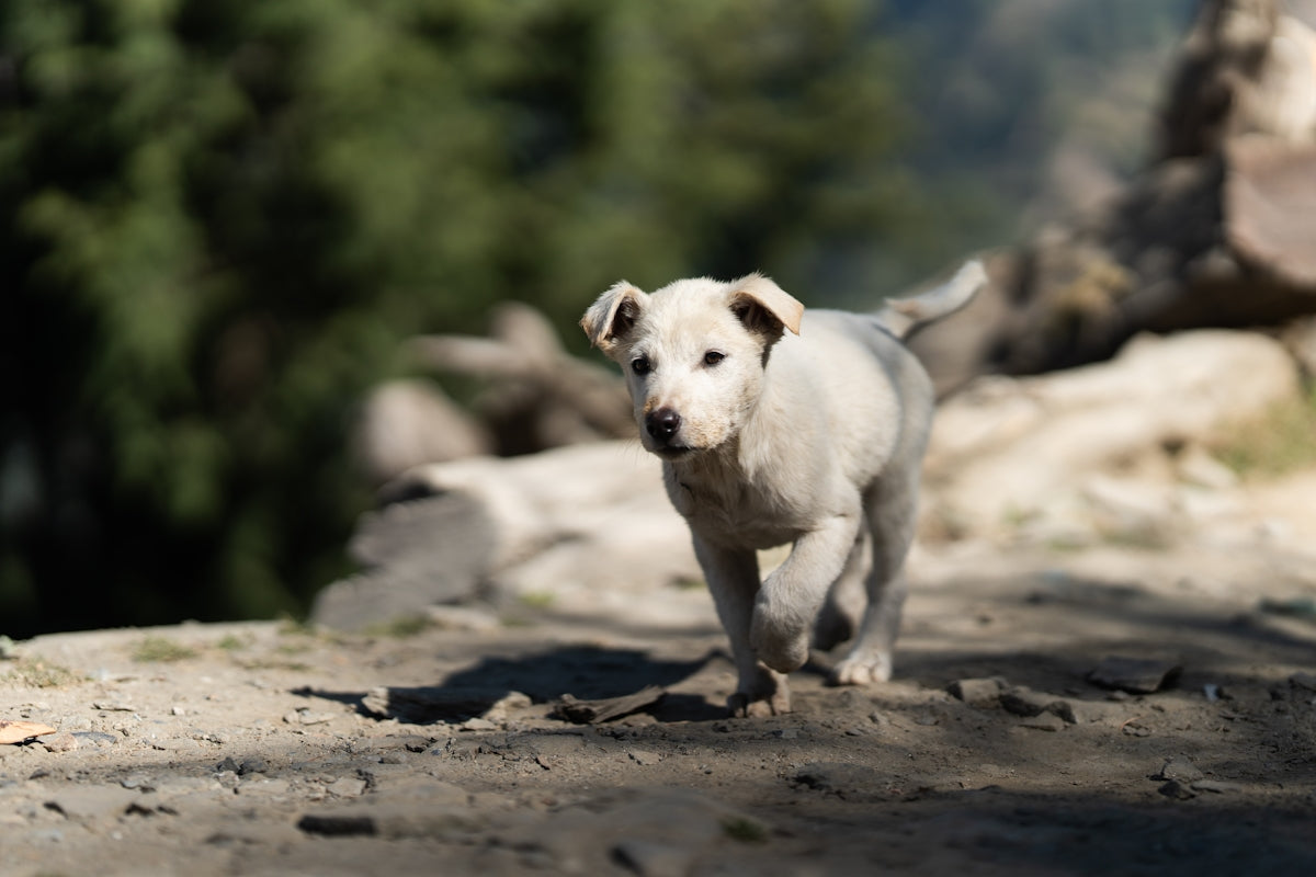 A small white dog walking down a dirt road
