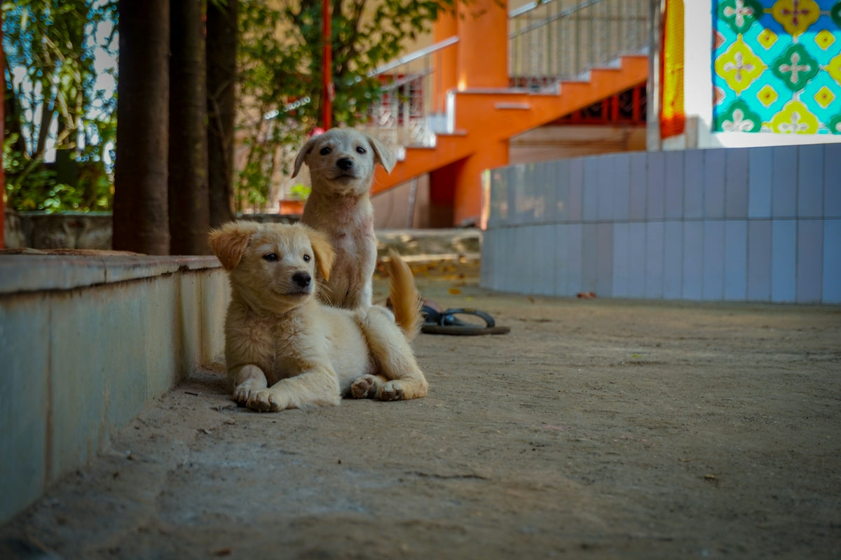 A couple of dogs that are sitting on the ground