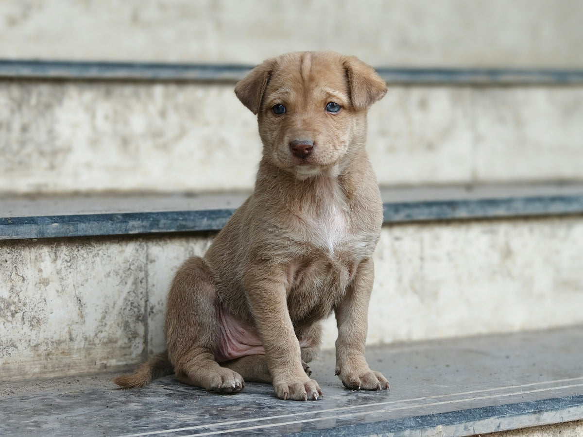 A young puppy sits on concrete steps