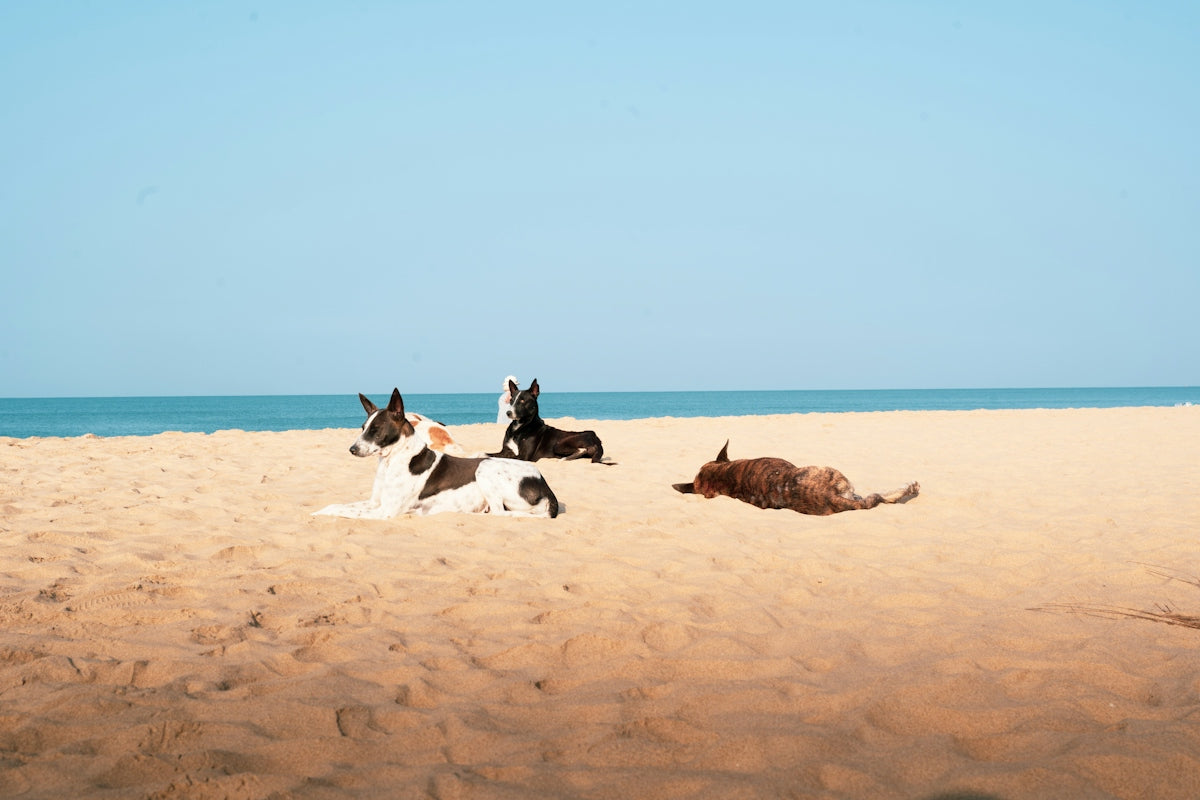 Three dogs resting on a sandy beach